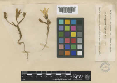 Kew Gardens K000814469:  Kotschy, K.G.T. [415] Syria