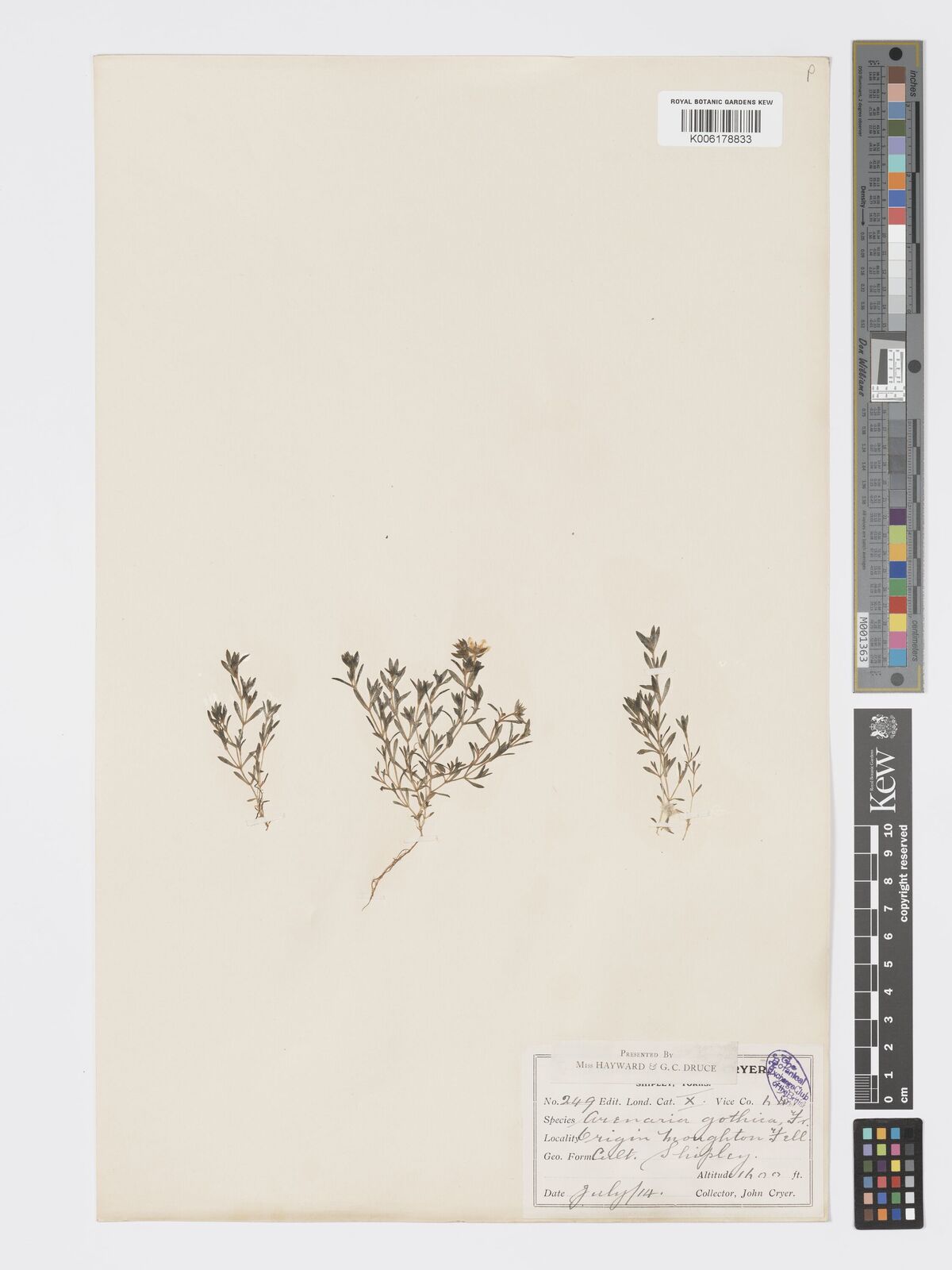 Arenaria gothica