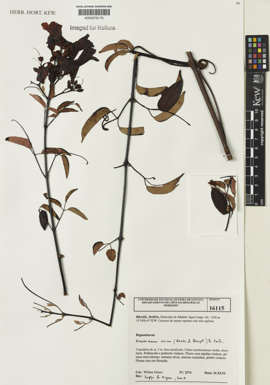 Fridericia chica (Bonpl.) L.G.Lohmann | Plants of the World Online | Kew  Science