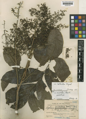 Kew Gardens K000657647:  Ahern's collector [1420] Philippines