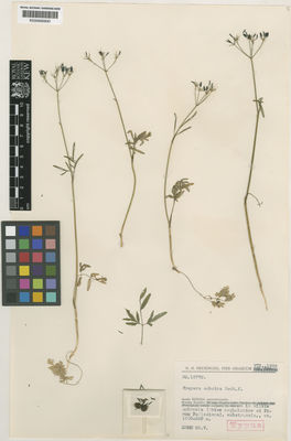 Kew Gardens K000695830:  Rechinger, K.H. [16770] Greece