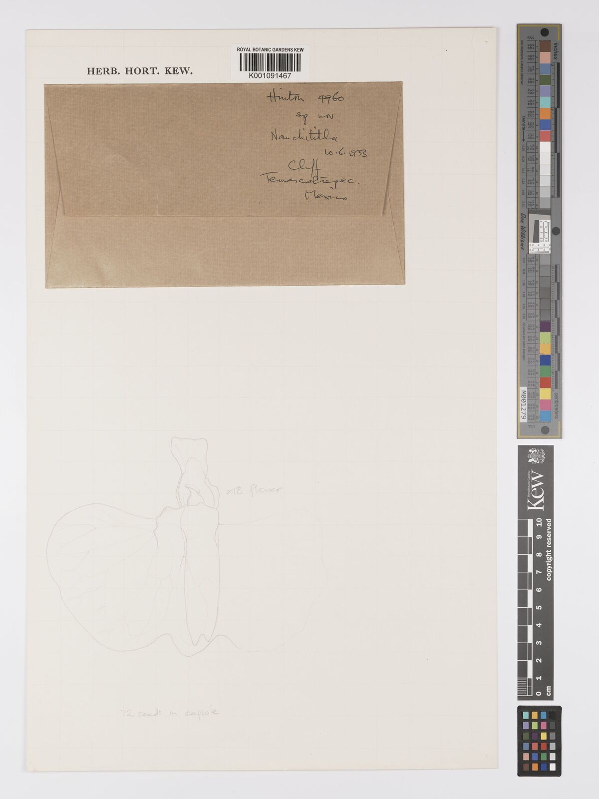 Kew Gardens K001091467:  Hinton, G.B. [4960] Mexico