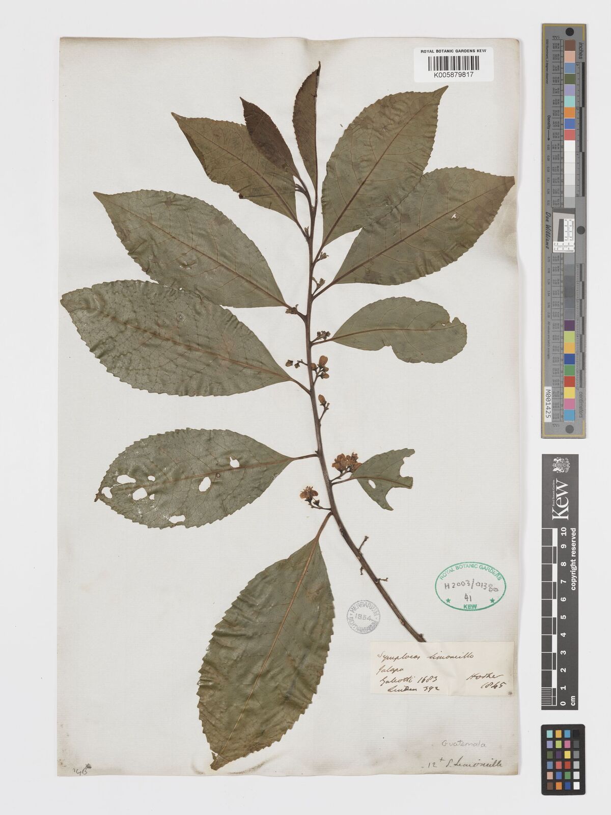 Symplocos limoncillo Bonpl. | Plants of the World Online | Kew Science