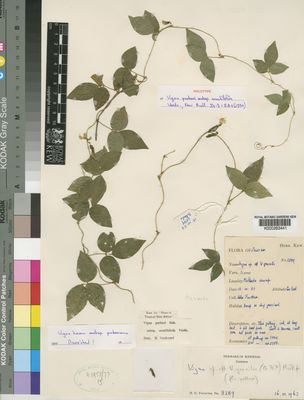 Kew Gardens K000263441:  Faulkner, H.G. [3289]