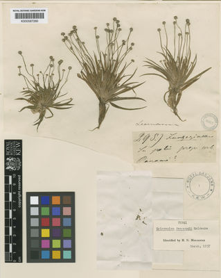 Kew Gardens K000587260:  Seemann [2951] Panama