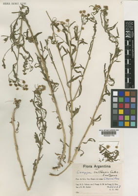 Kew Gardens K000221750:  Cabrera, A.L.; Frangi, J.; de Frangi, A.M.; Kiesling, R.; Zardini, E.M. [22067] Argentina