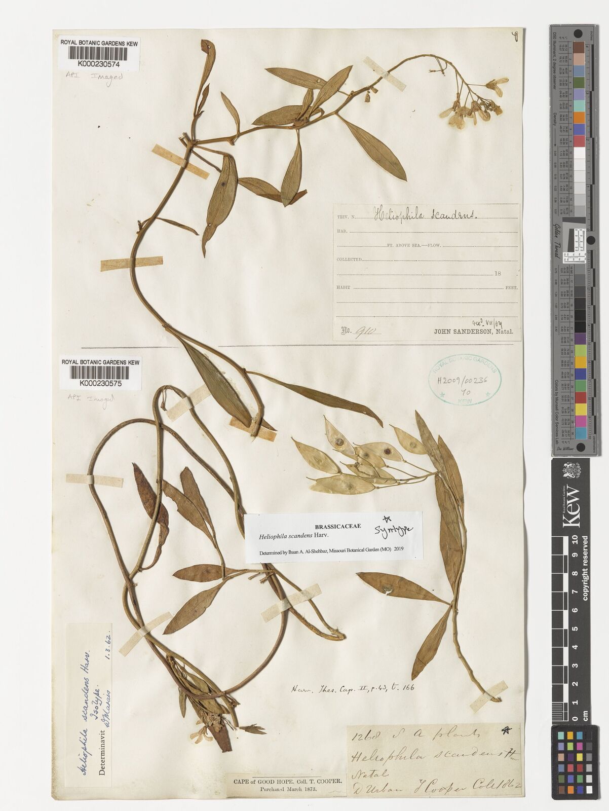 Kew Gardens K000230574:  Sanderson, John [910] South Africa