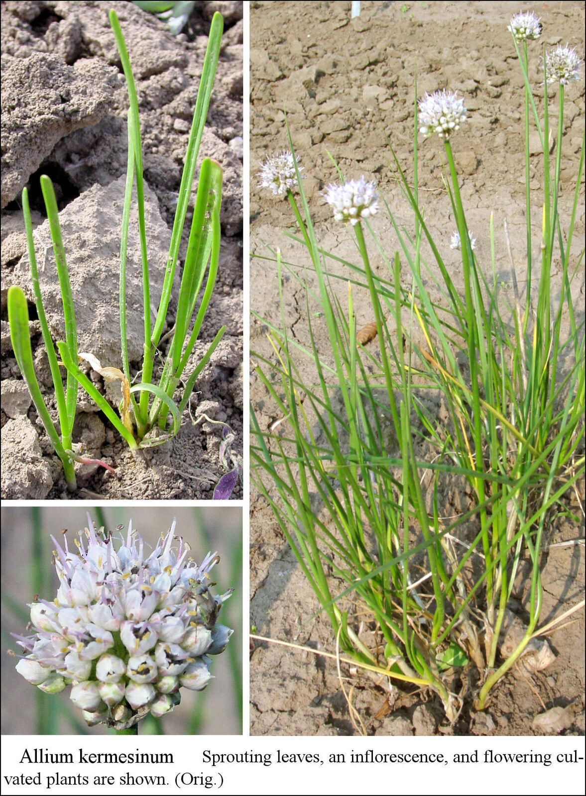 Allium kermesinum