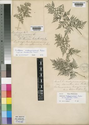 Kew Gardens K000351024:  Gilpin, H. [s.n.] Madagascar