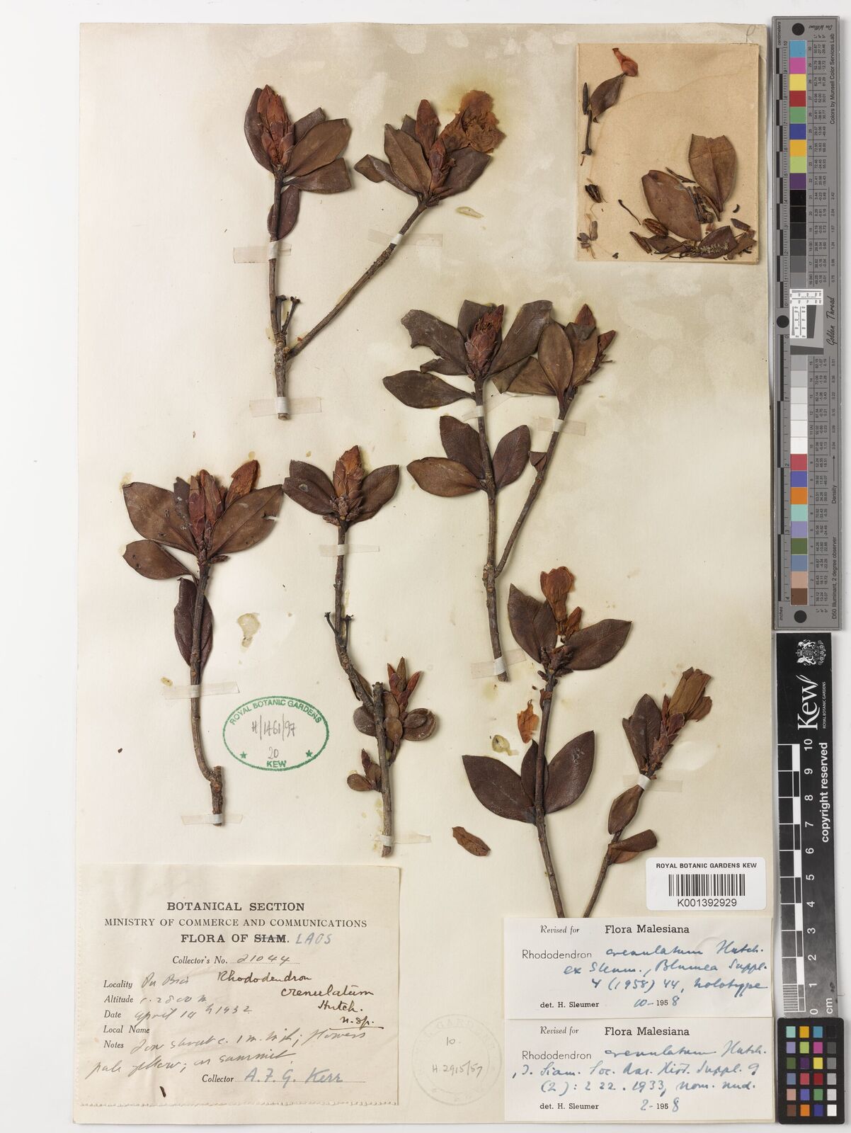 Kew Gardens K001392929:  Kerr,A.F.G. [21044] Vietnam