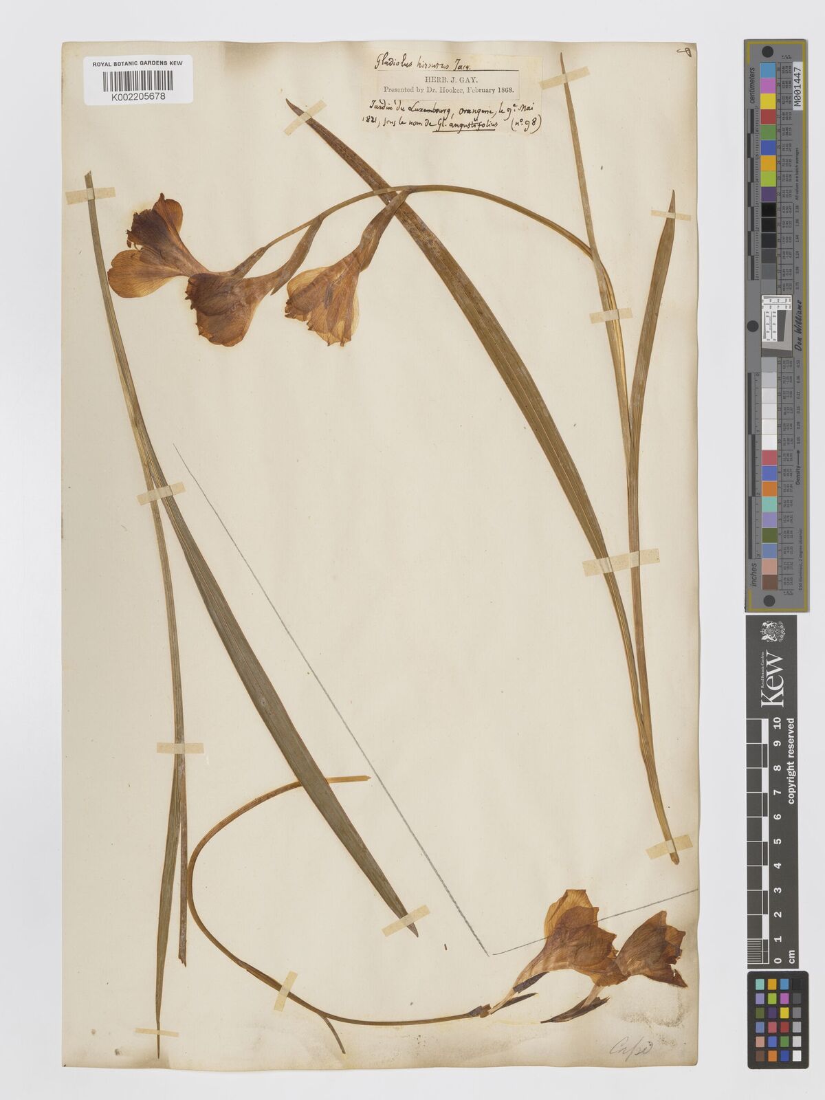 Gladiolus hirsutus