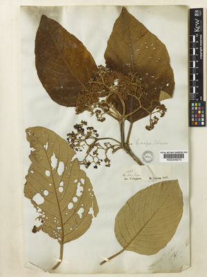 Kew Gardens K000249070:  Cuming, H. [1266] Philippines