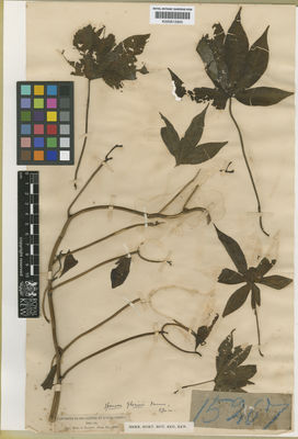 Kew Gardens K000612900:  Glaziou, A.F.M. [15967] Brazil