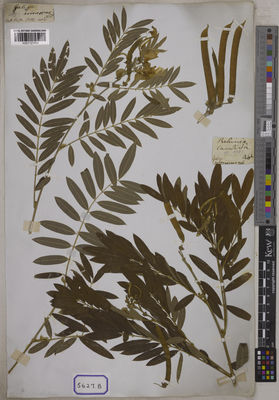 Kew Gardens K001121494:  s.coll. [Cat. no. 5627]