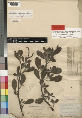 Kew Gardens K000418766:  Scott, L. [s.n.] Mozambique