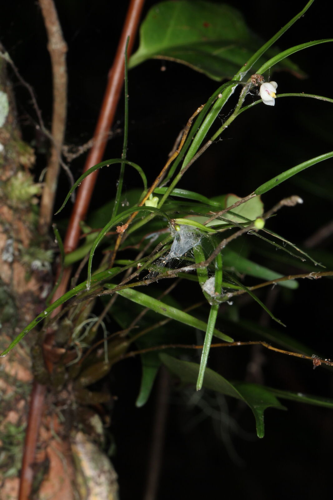 Dendrobium kurashigei T.Yukawa | Plants of the World Online | Kew Science