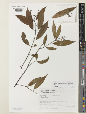 Kew Gardens K000331896:  Kollmann, L.; Bausen, E.; Pizziolo, W. [1853] Brazil