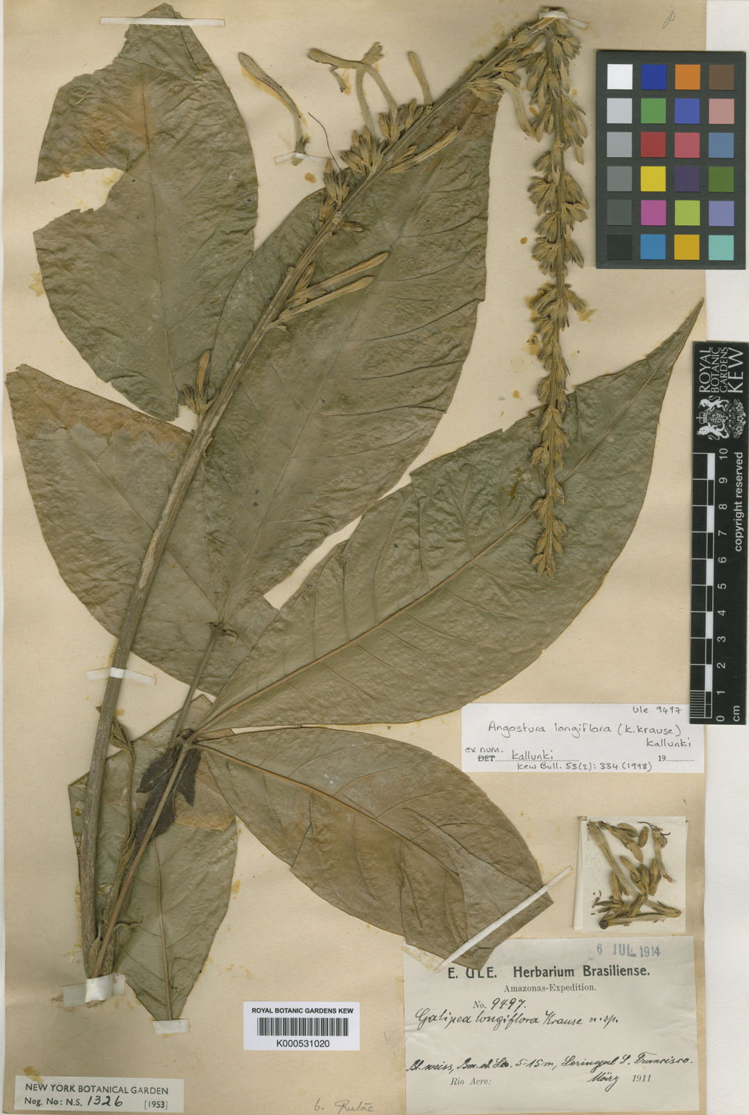 longiflora (K.Krause) Kallunki | Plants of the World Online | Kew