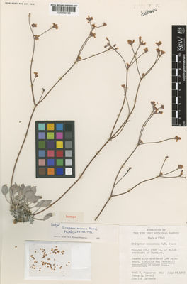 Kew Gardens K000830165:  Holmgren, N.H.; Reveal, J.L.; LaFrance, C. [2247] United States