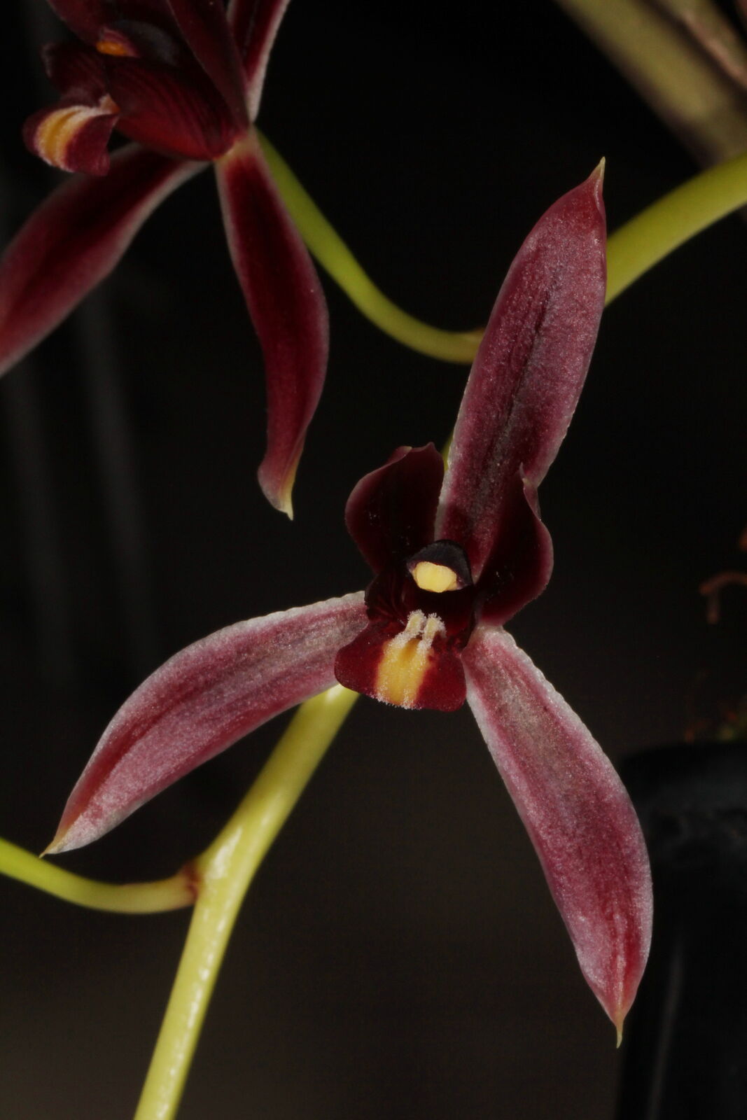 Cymbidium Dayanum Rchb.f. | Plants Of The World Online | Kew Science