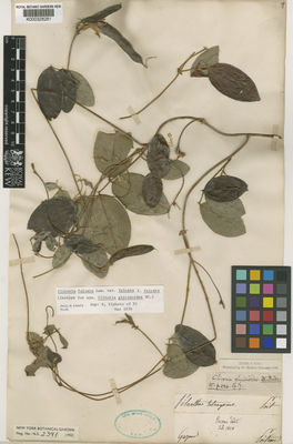 Kew Gardens K000328281:  Poiteau [s.n.] French Guiana