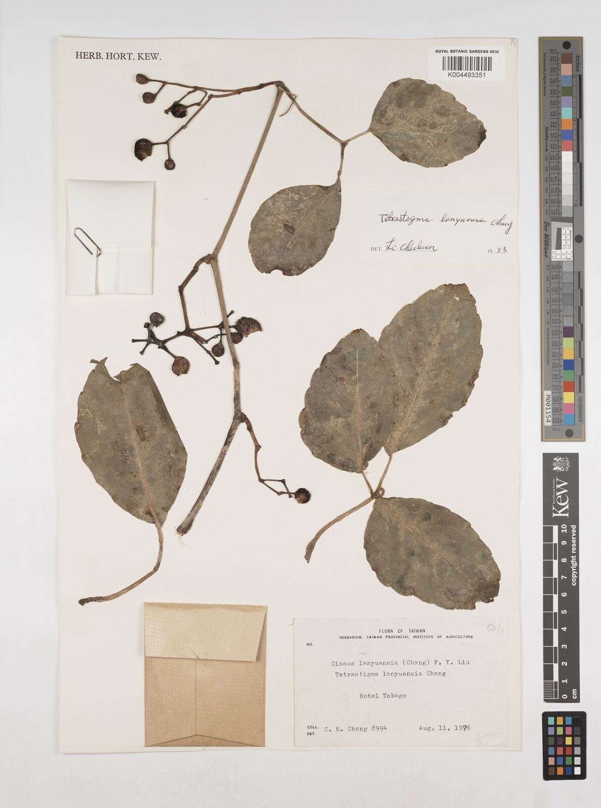 Tetrastigma lanyuense