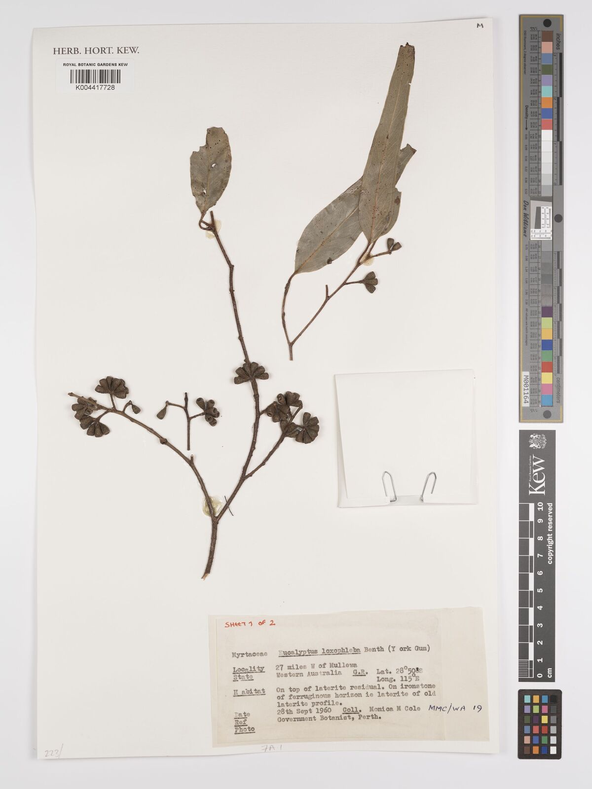 Eucalyptus loxophleba