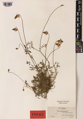 Kew Gardens K000998443:  Boissier, P.E. [s.n.] Spain