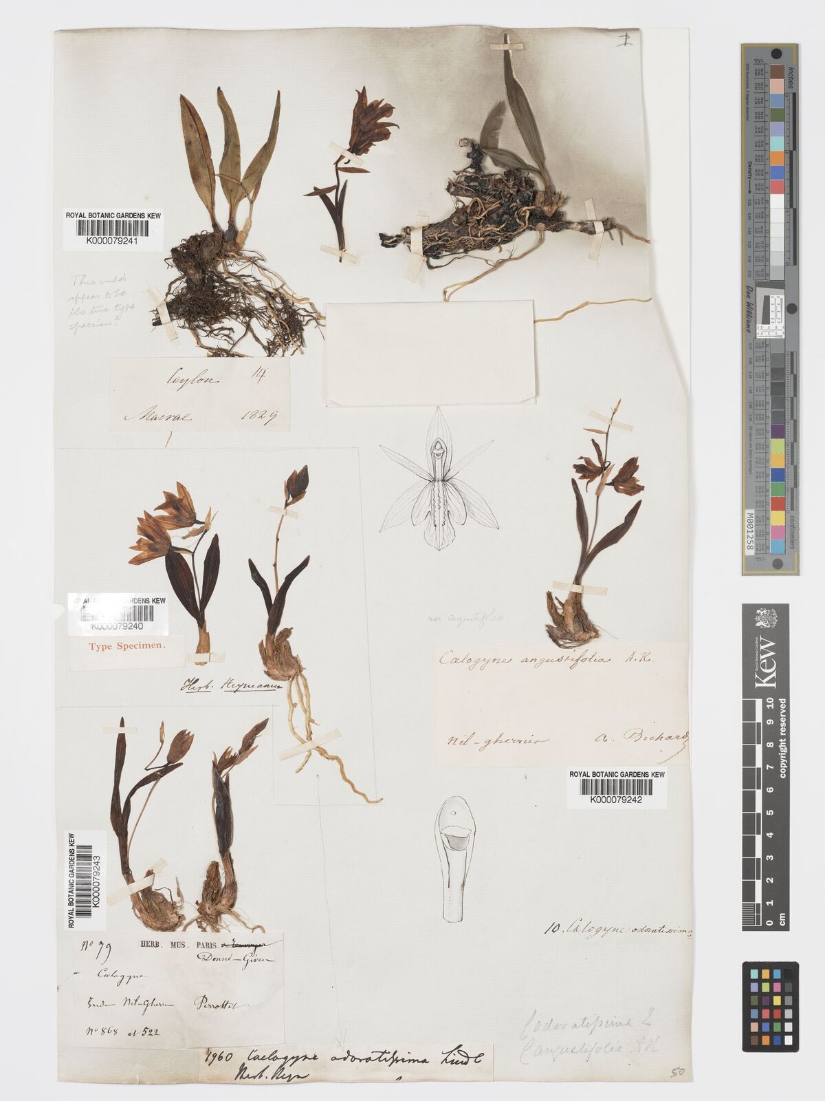 Kew Gardens K000079242:  Richard, A. [s.n.] India