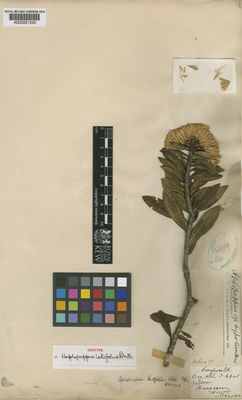 Kew Gardens K000221540:  Pearce, R. [s.n.] Peru