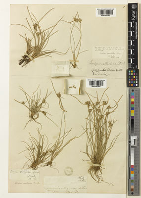 Kew Gardens K001067994:  Lechler, W. [s.n.] Chile