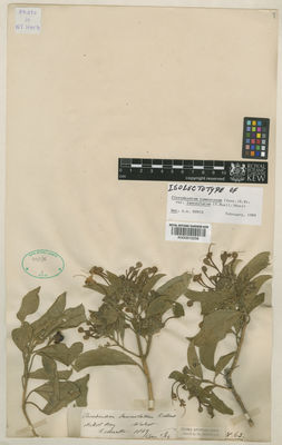 Kew Gardens K000910258:  Mueller, F., J. H. v. [s.n.] Australia