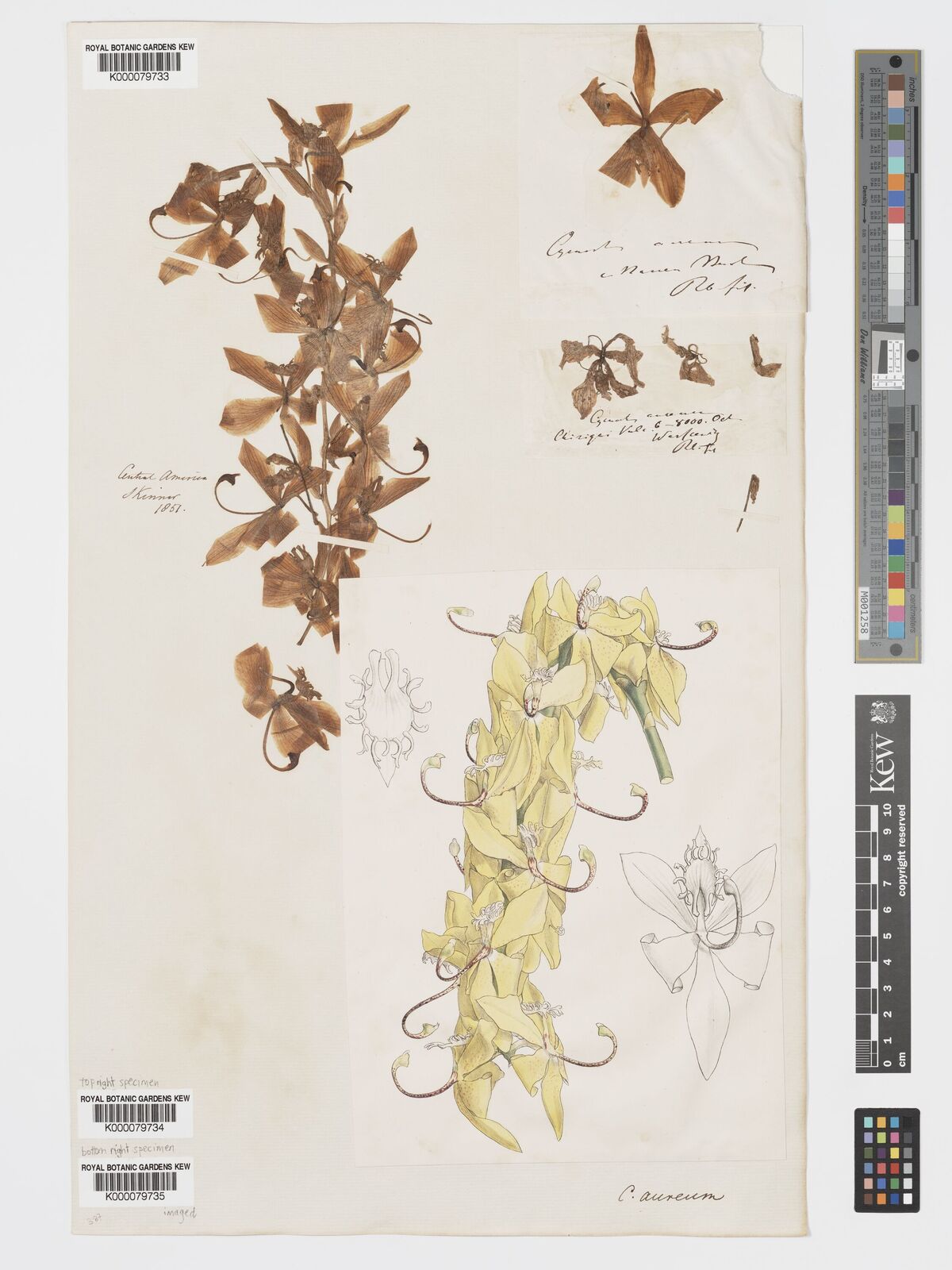 Kew Gardens K000079735:  Warscewicz, J.R.R. [s.n.] Panama