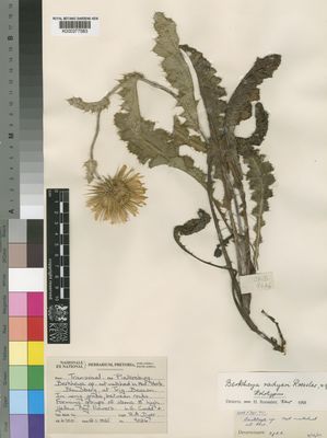 Kew Gardens K000377583:  Codd, L.E.; Dyer, R.A. [9026] South Africa