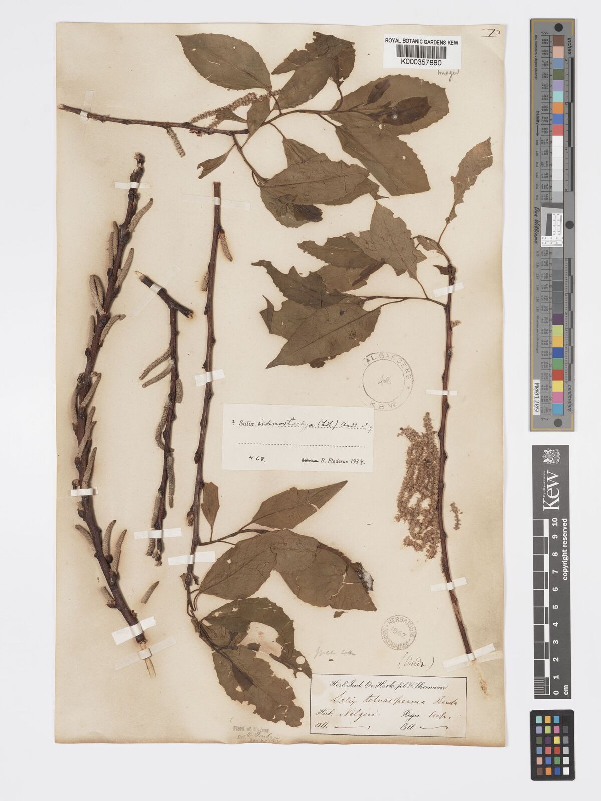 Kew Gardens K000357880:  unknown [s.n.] India