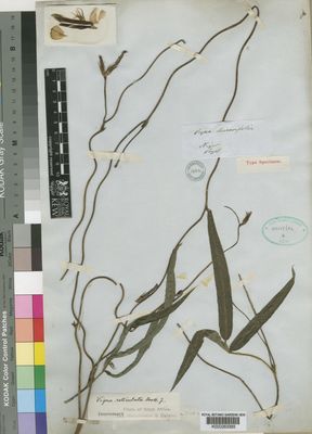 Kew Gardens K000263385:  Vogel [s.n.] Niger