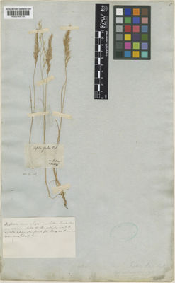 Kew Gardens K000789790:  s.coll. [s.n.] Italy