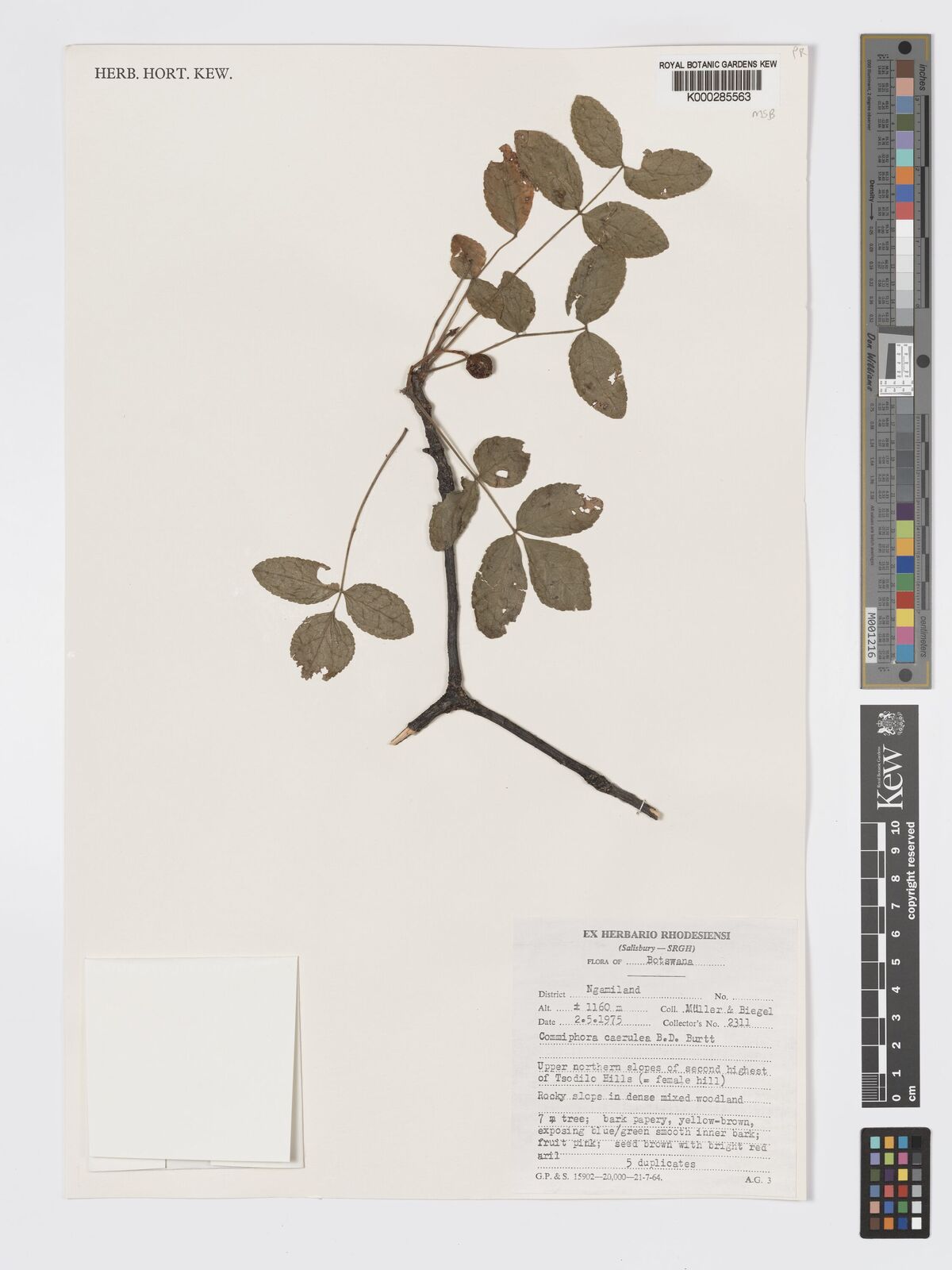 Commiphora caerulea