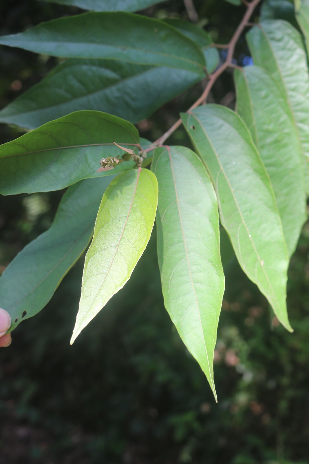 Julostylis Thwaites | Plants of the World Online | Kew Science