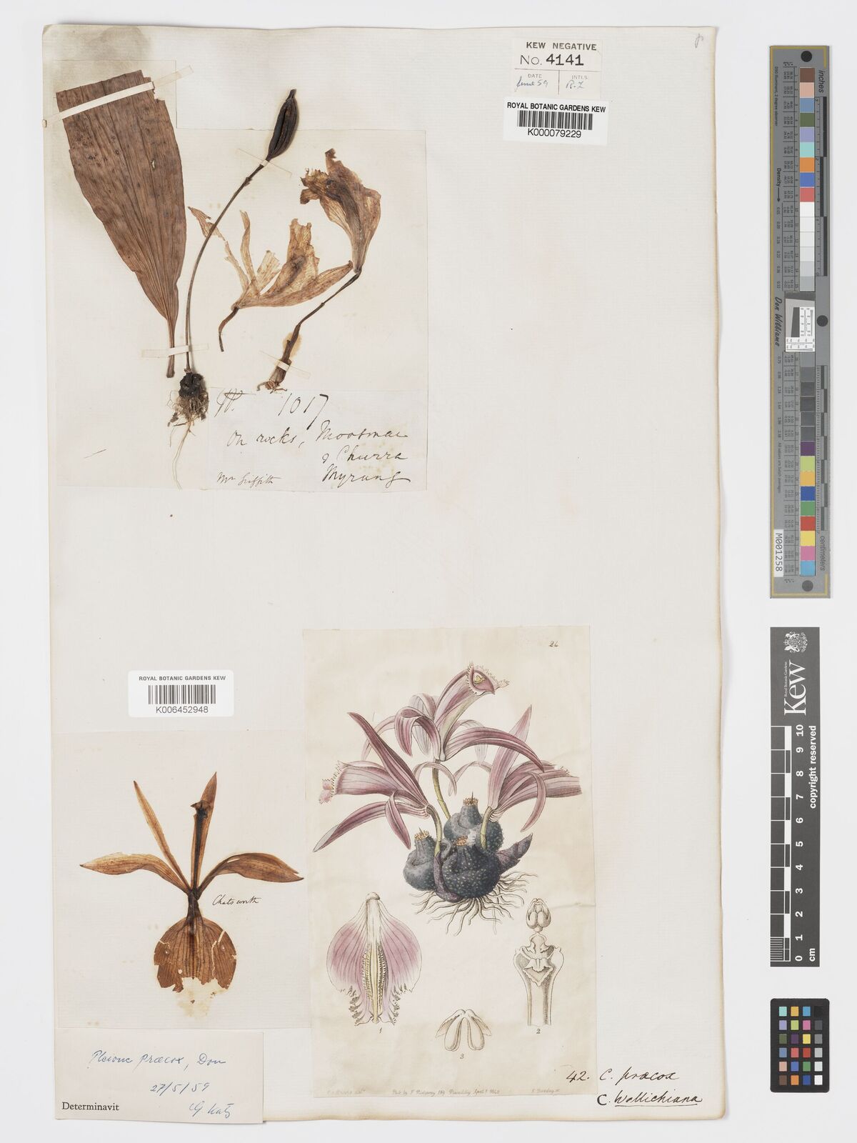 Kew Gardens K000079229:  Griffith, W. [1017] Indian Subcontinent