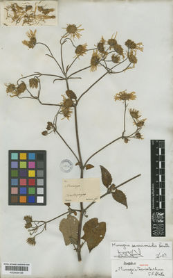 Kew Gardens K000634188:  Matthews [s.n.] Peru