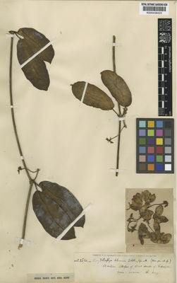 Kew Gardens K000438423:  Lehmann, F.C. [8516] Colombia