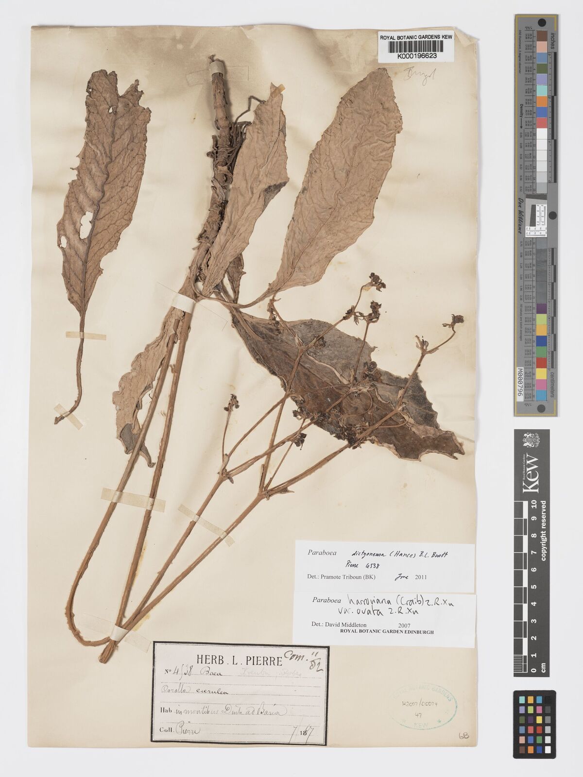 Kew Gardens K000196623:  Pierre, L. [4538] Cambodia