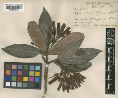 Kew Gardens K000729402:  Dr. King's Collector [s.n.] India