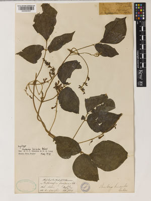 Kew Gardens K000894837:  Hooker, J.D. [s.n.] India