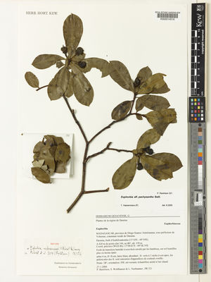 Kew Gardens K000014519:  Ranirison, P.,, Wohlhauser, S.; Nusbaumer, L. [321] Madagascar