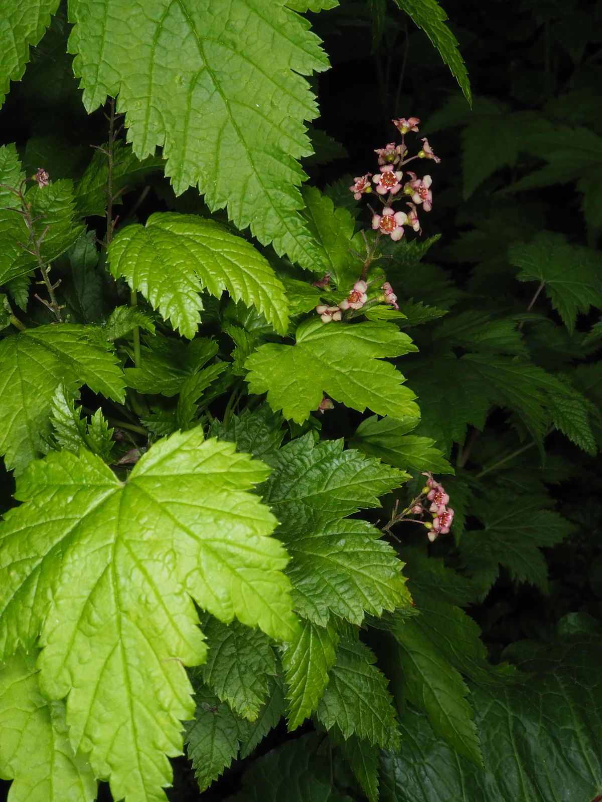 © copyright of the Board of Trustees of the Royal Botanic Gardens, Kew.