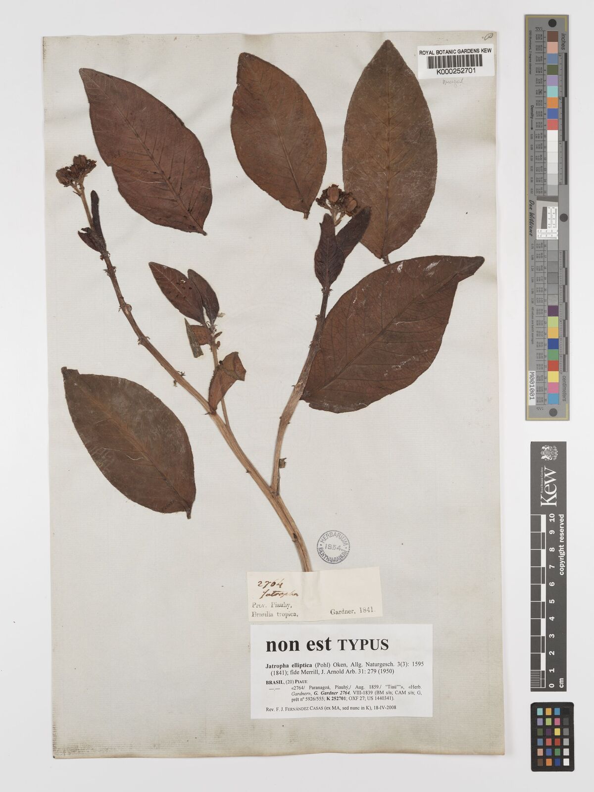 Kew Gardens K000252701:  Gardner [2764] Brazil