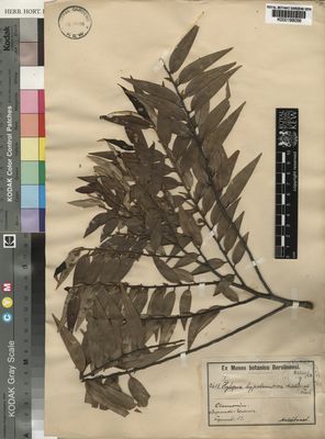 Kew Gardens K000199056:  Mildbraed [7618] Cameroon