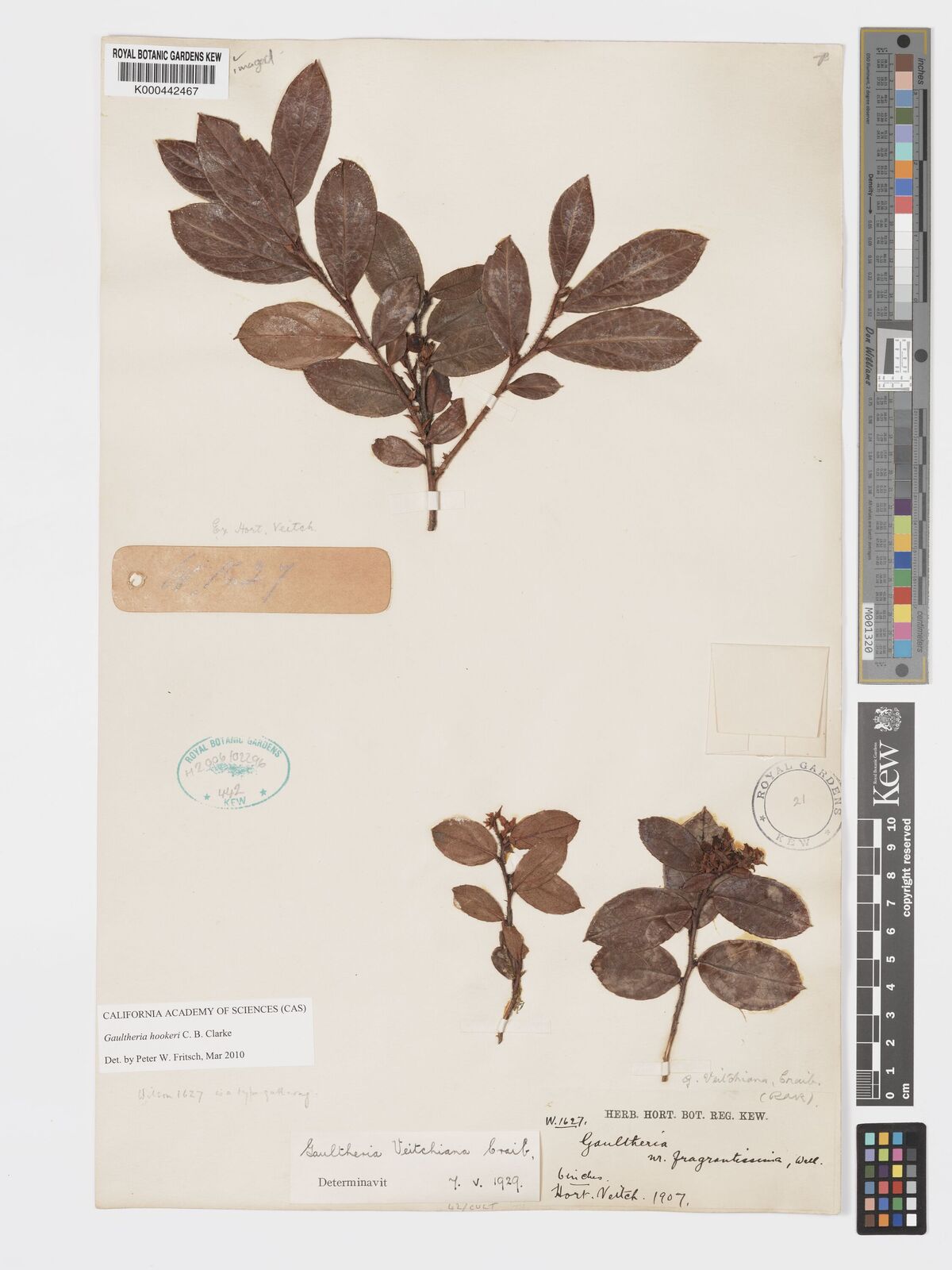 Kew Gardens K000442467:  Wilson [1627]